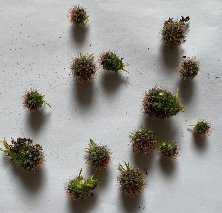 Продам недорога кактусы