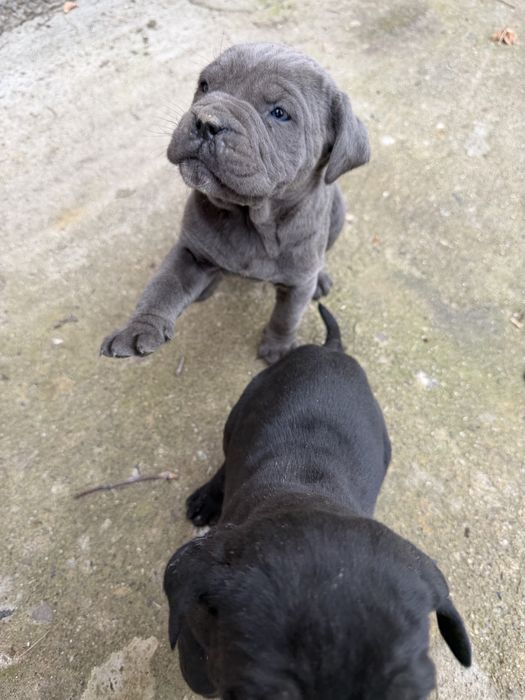 Кане корсо бебета