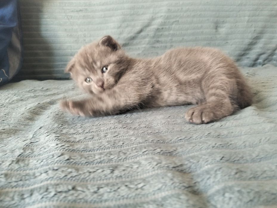 Продам шотландских котят