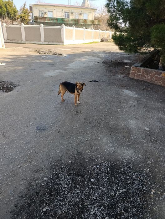 Отдам даром щенков в хорошие руки