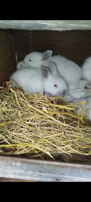 Куёнчалар сотилади