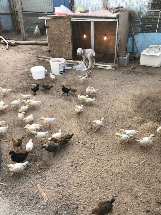 продам пародистых циплят