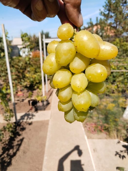 Саженцы Винограда