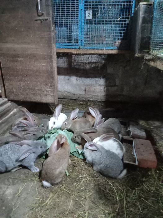 Продажа клеток и кроликов и крольчат