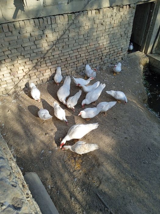 ИНДОУТКИ(готовый бизнес)