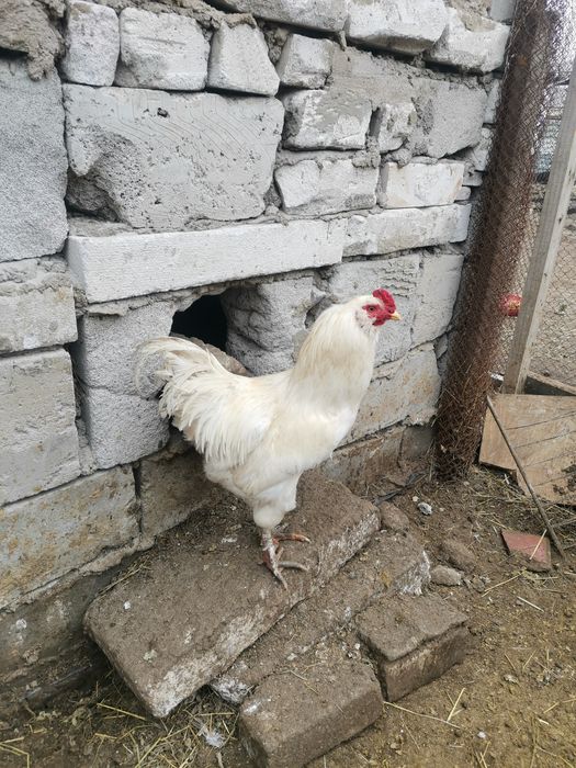 Продам петухов брама