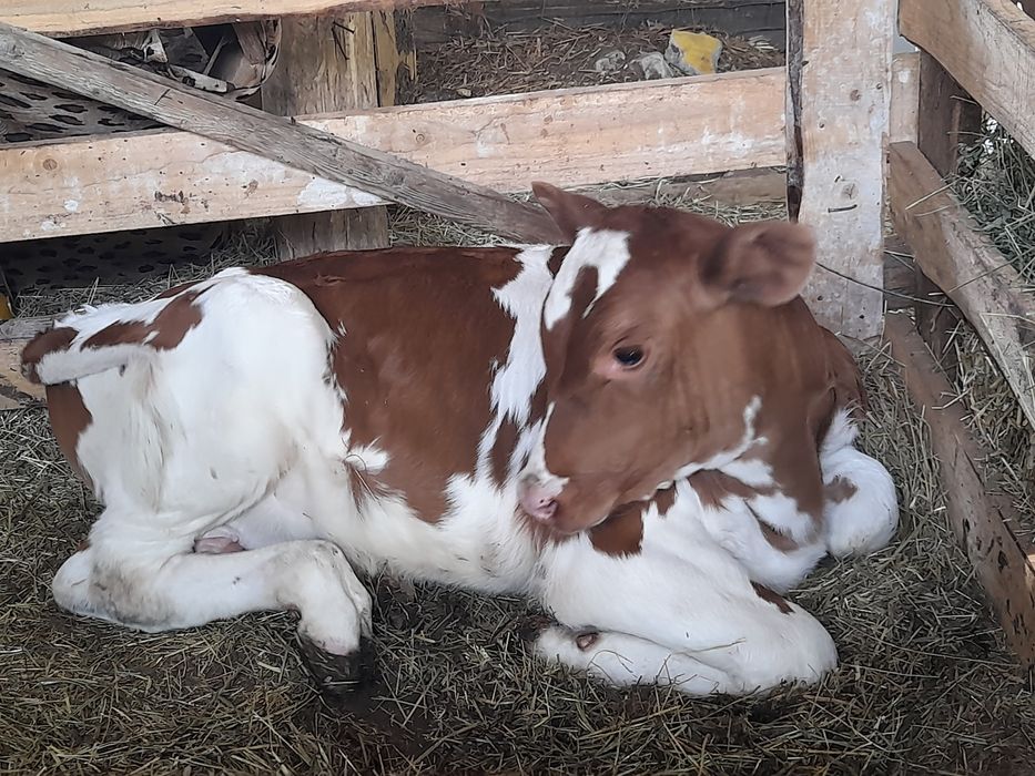 3 vaci si un vitel semiantarcat