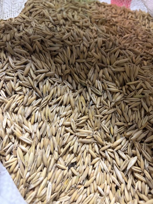 Ovaz de vanzare, Zab elado