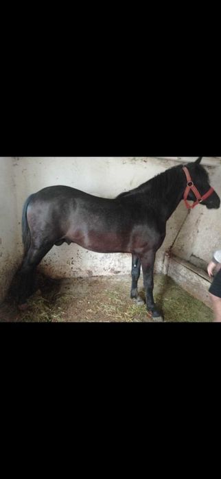 Vând mânz de 3 ani