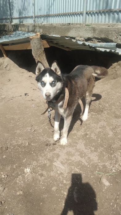 Manzil buxoro viloyat