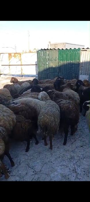 Продам баран 60 голов