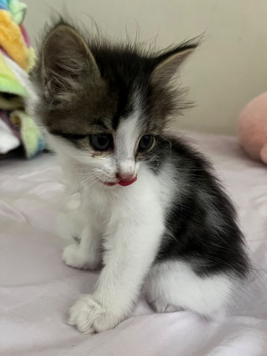 Котенок в добрые иучки