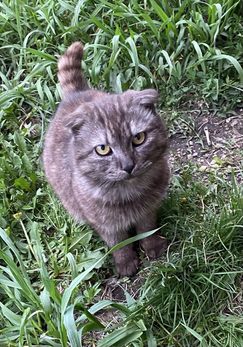 Вислоухий кот ищет добрых хозяев