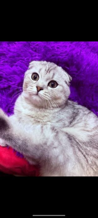 Shatlandiskiy skotish fold zoti a'lo ismi matilda