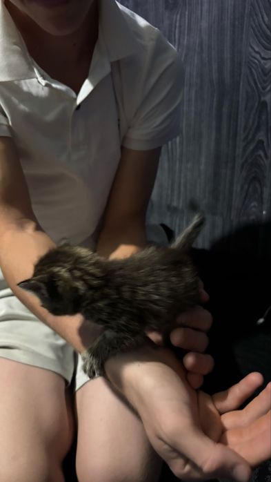 Котенок девочка