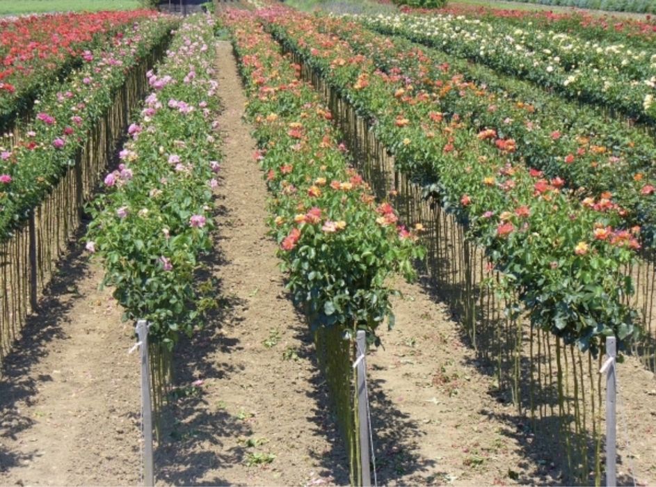 Vindem trandafiri pomișori