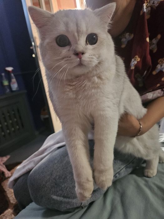 Шиншилла кошка. Мушук