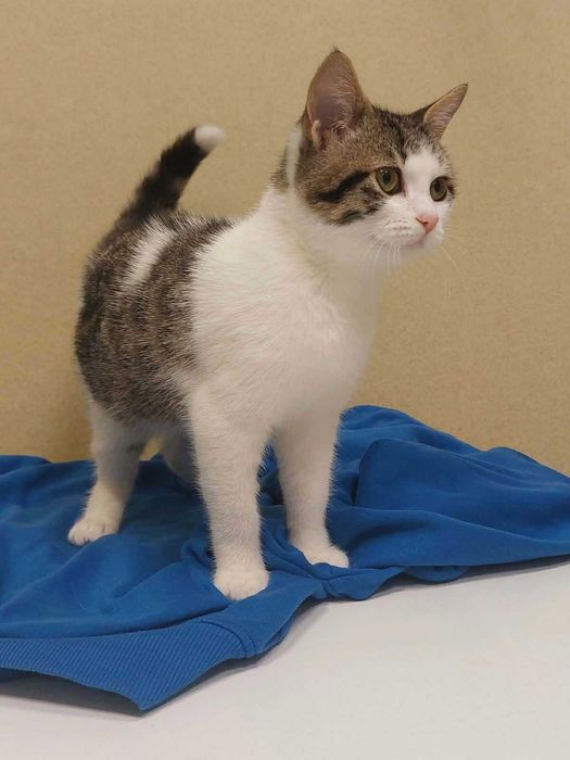 Коте на 4 месеца търси дом