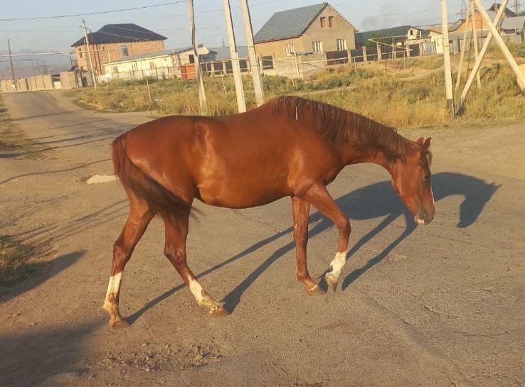 Байтал англоараб