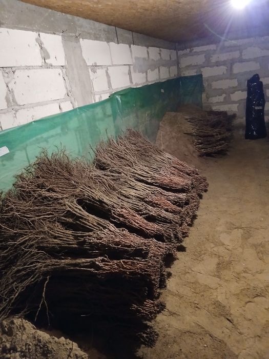 Vand butasi vita de vie anul 2 si 3