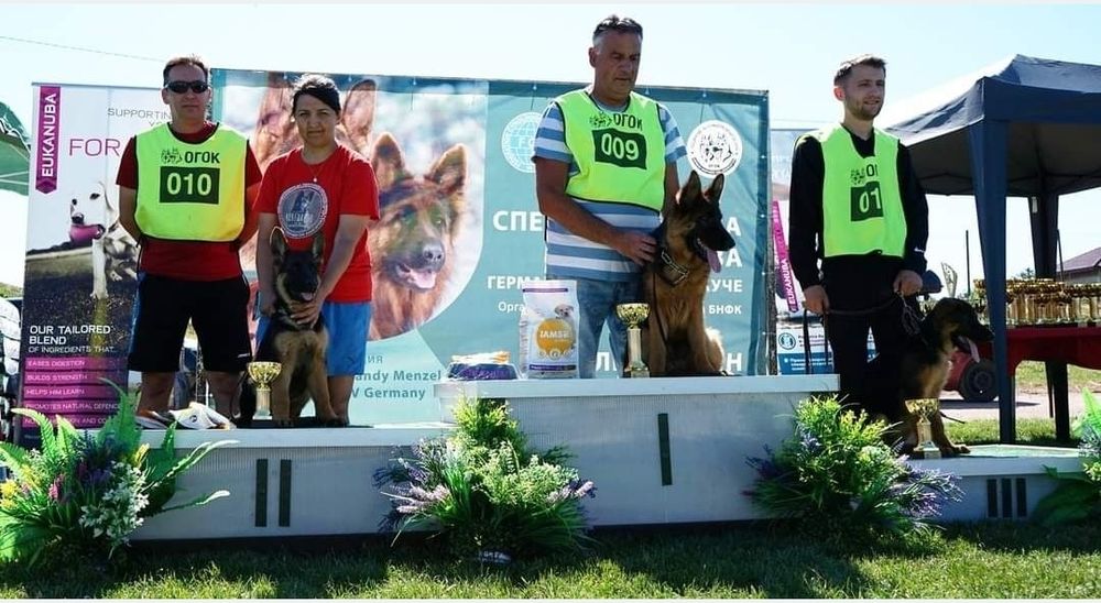 Немска овчарка с родословие