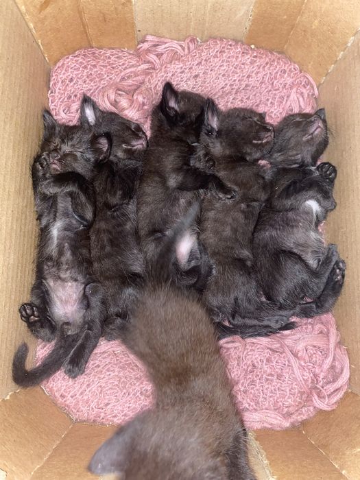 Отдам котят в хорошие и добрые руки