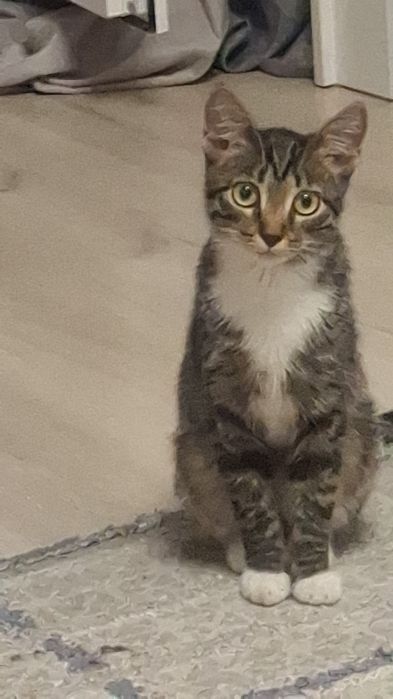 Кошка отдам  бесплатно