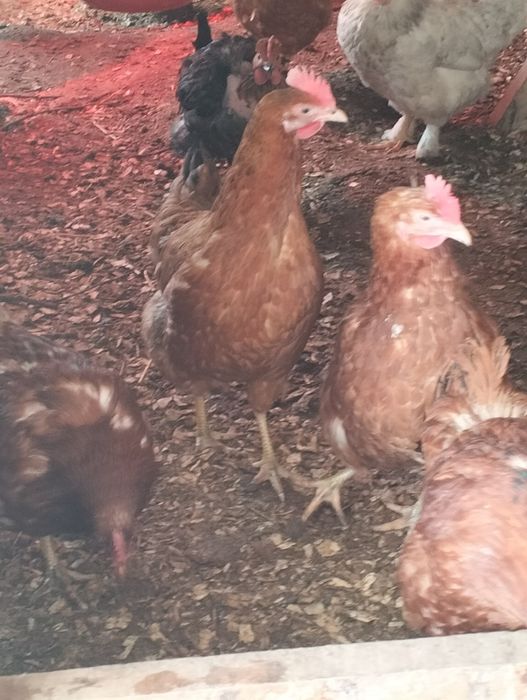 Продаются курочки домашние