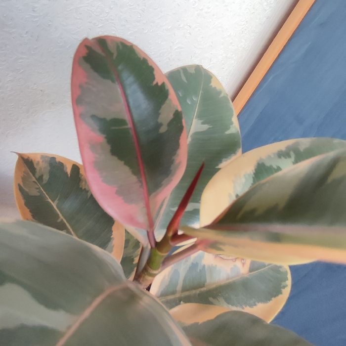 Фикус каучуконосный