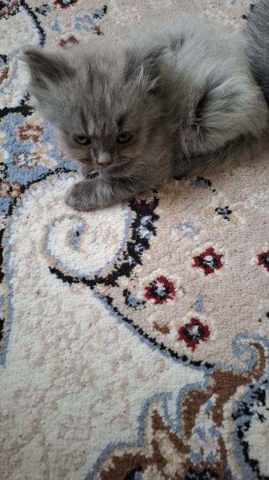 Ласковые котята отдадим в добрые руки