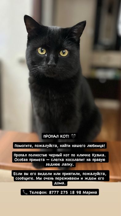 Помогите найти кота