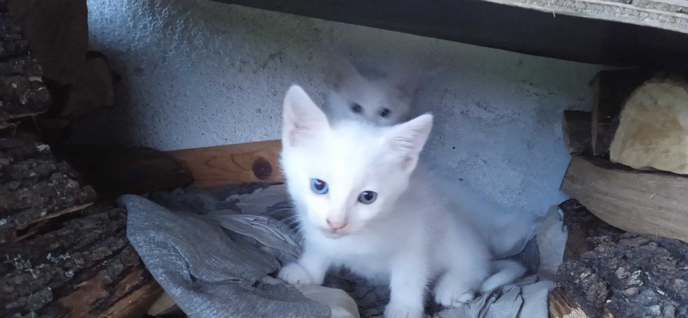 Бели котета с разноцветни очи