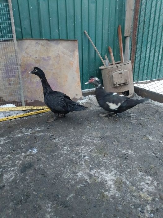 Утки продажа обмени