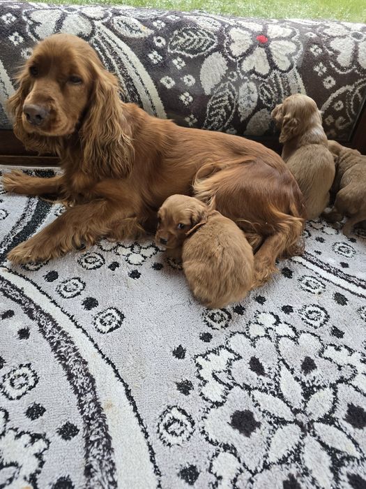 Чистокръвни кокер шпаньоли