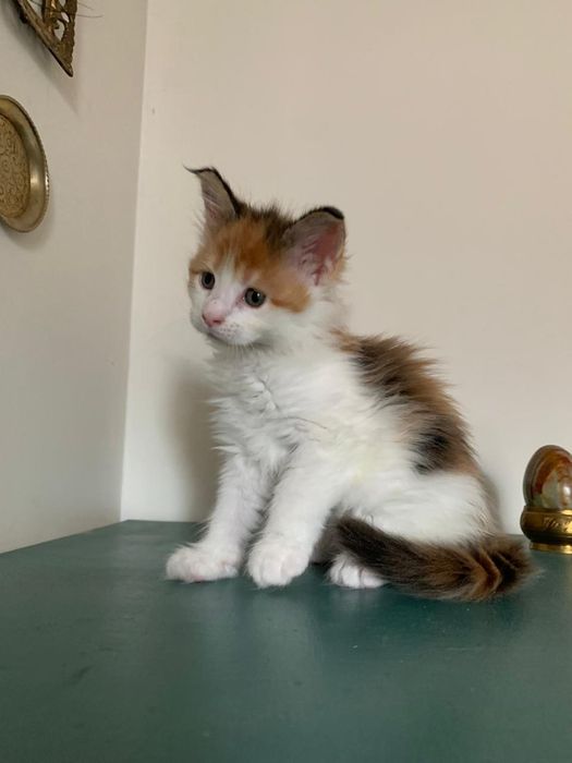 Малышка мейнкун (девочка)