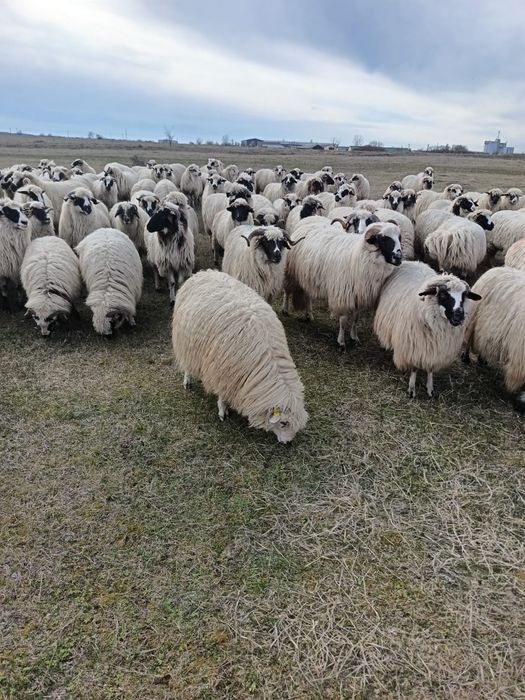 Vând oi de ținut