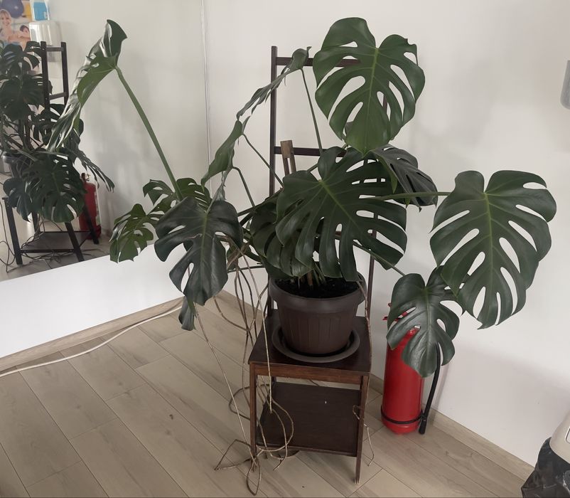 Monstera deliciosa mare