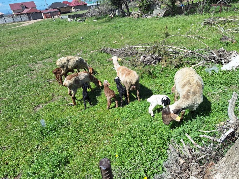 Продам баран маток с ягнатами