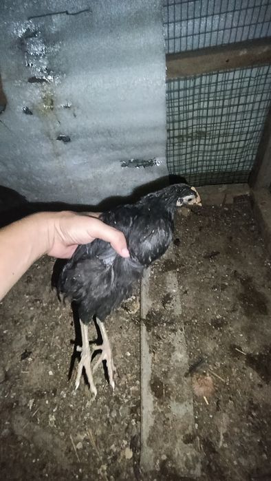 2-айлик шожелер бар, 20 дана
