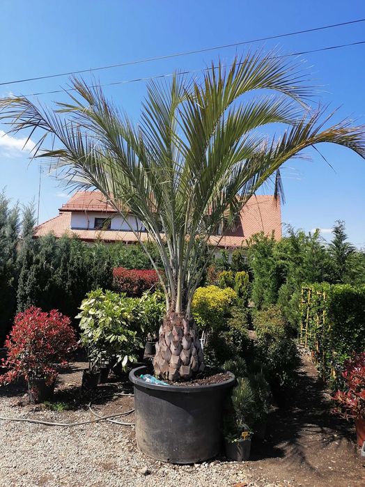 Bonsai, pon pon, magnolie, gazon, tuia