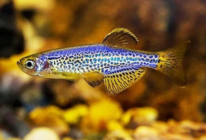 Данио голубой бриллиант