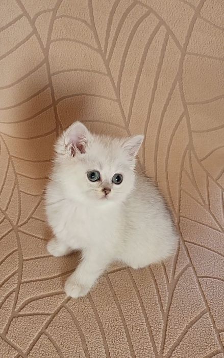 British shorthair