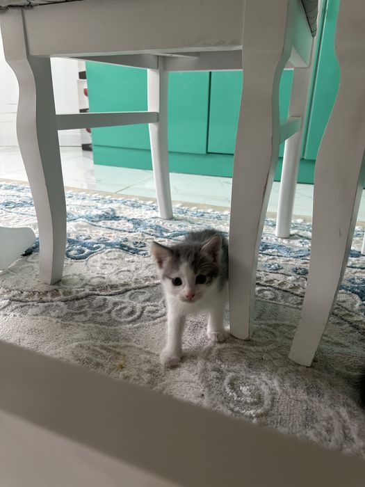 Отдам котят даром