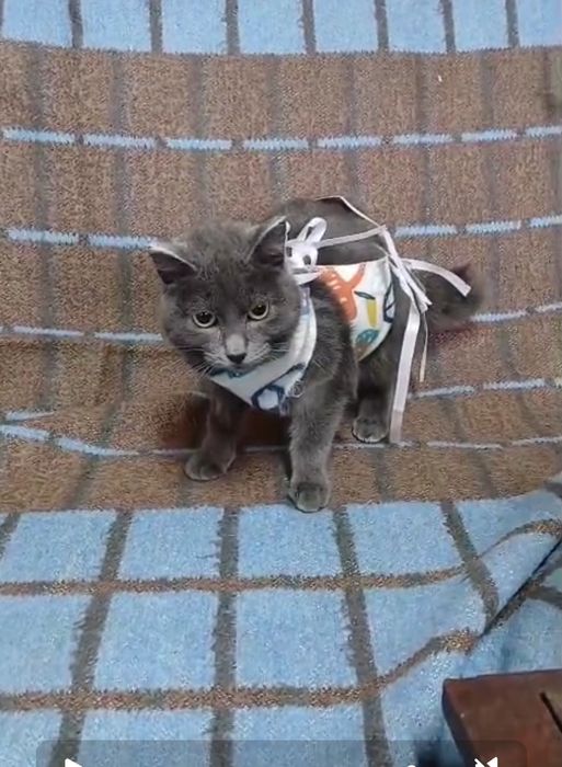 Молоденькая кошечка ищет дом