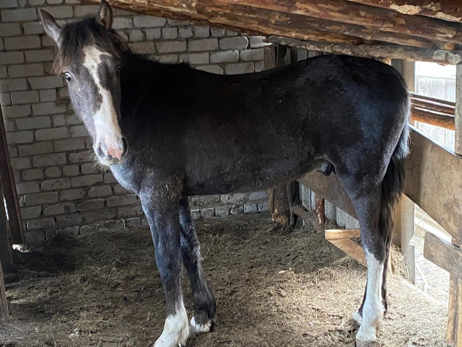 Продам жеребчика