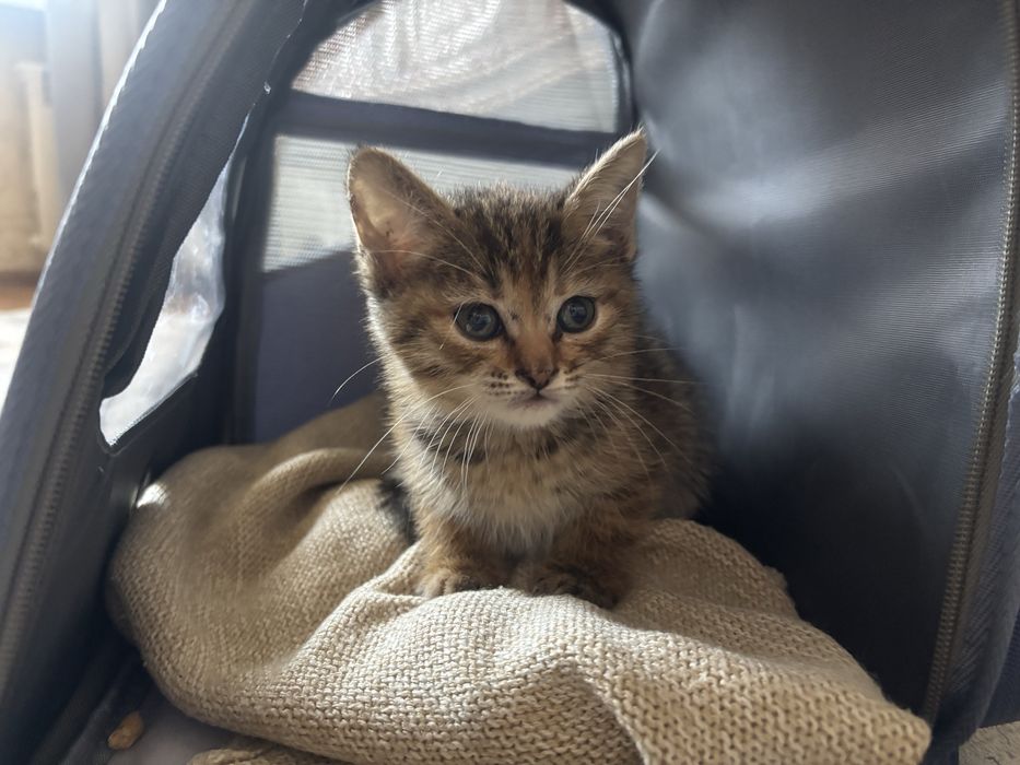 Котенок 2 месяца