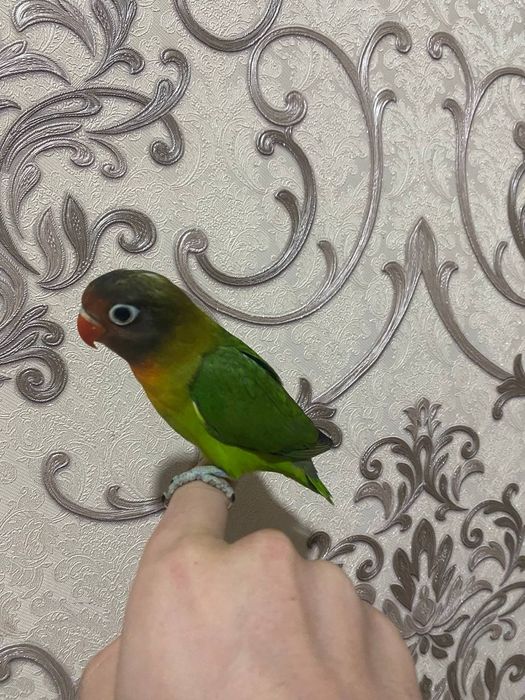 Попугаи неразлучники ручные