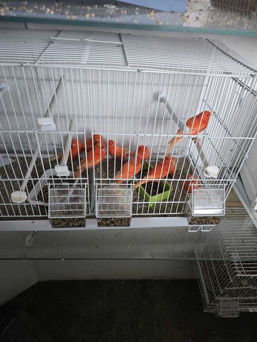 Vand Canari Rosii de Cantec