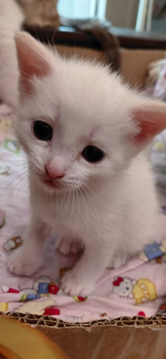 Отдам котят бесплатно