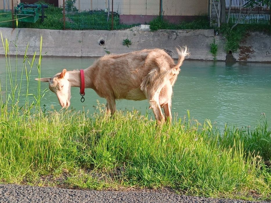 E'chki suti sotiladi